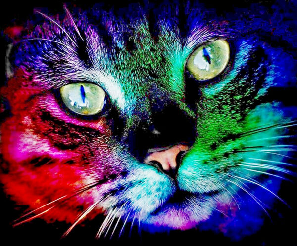 cat in neon colors diamond painting kit